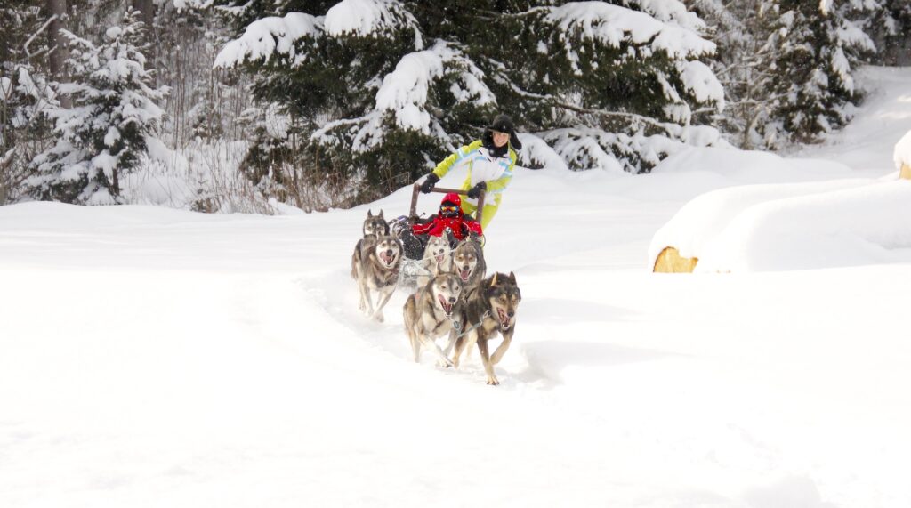 dog sledding husky with adventoura slovakia